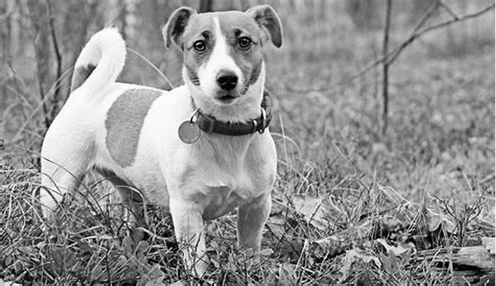 How much should a Jack Russell weigh