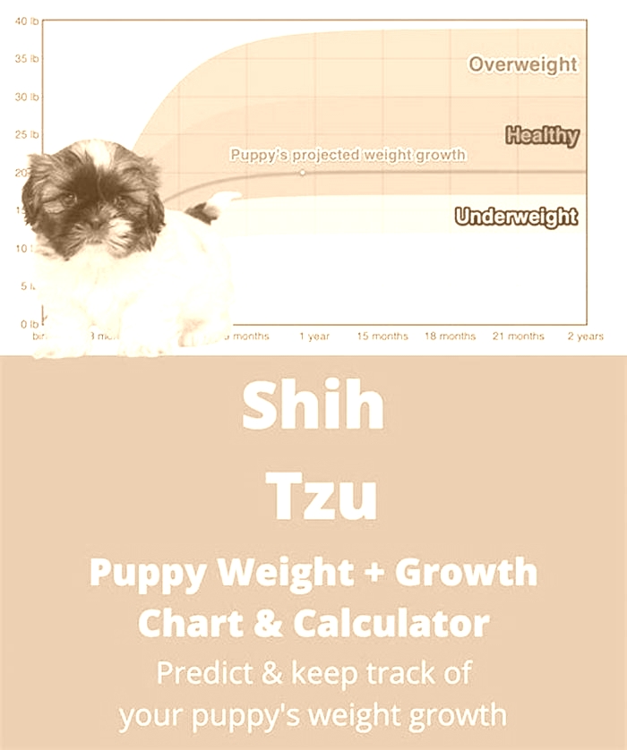 How much should a Shih Tzu weigh