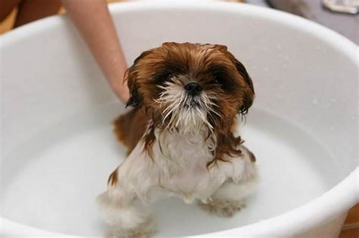 How often can Shih Tzu take a bath?