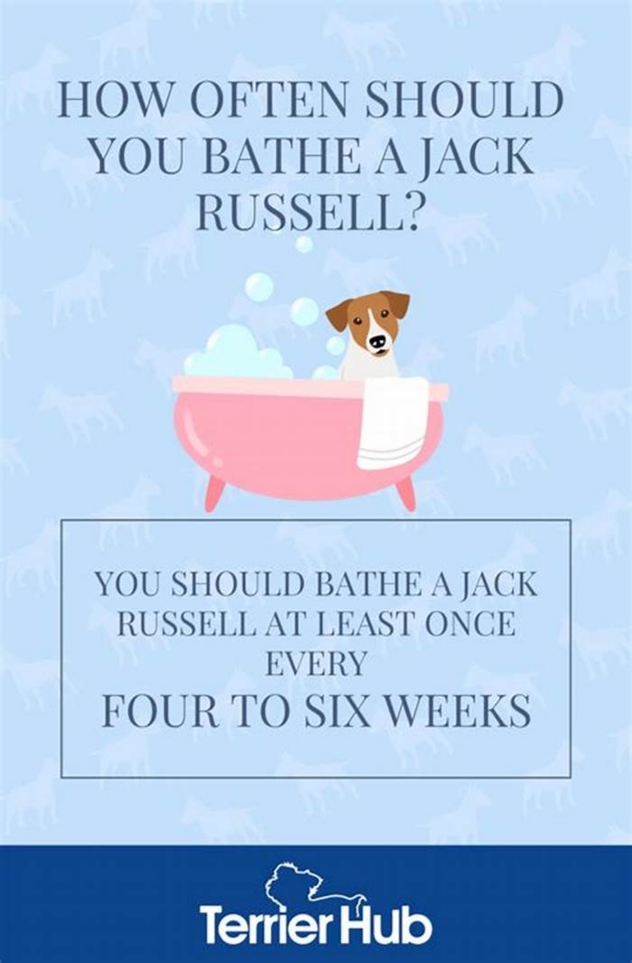 How often should I bathe my Jack Russell?