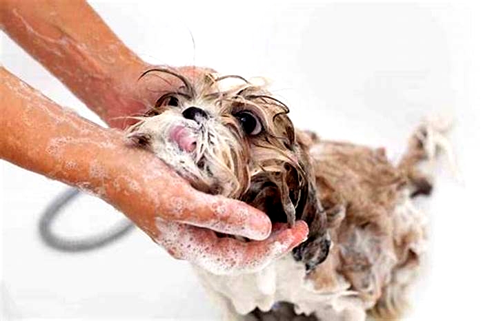 How often should Shih Tzu take a bath