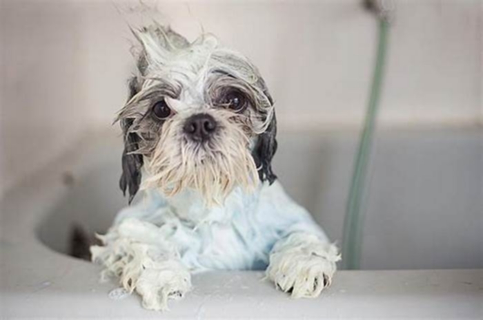 How often should a Shih Tzu be bathed?