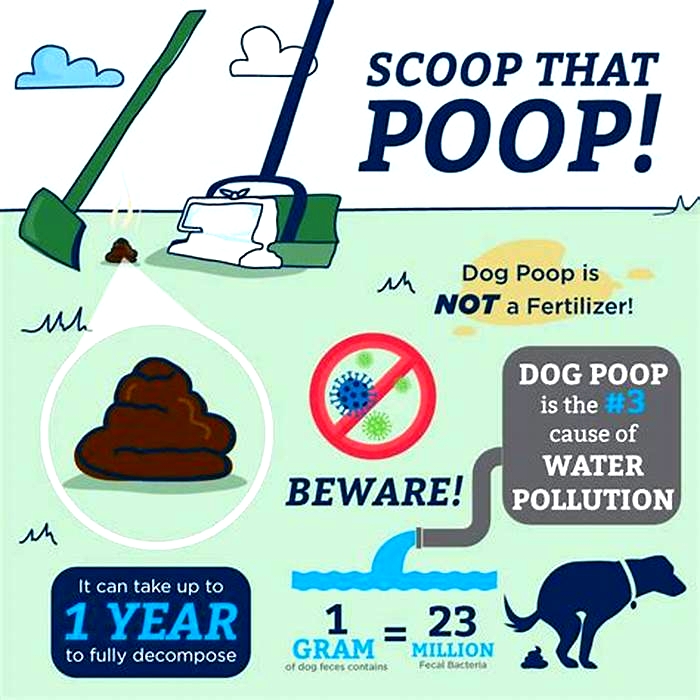 How often should you pick up dog poop