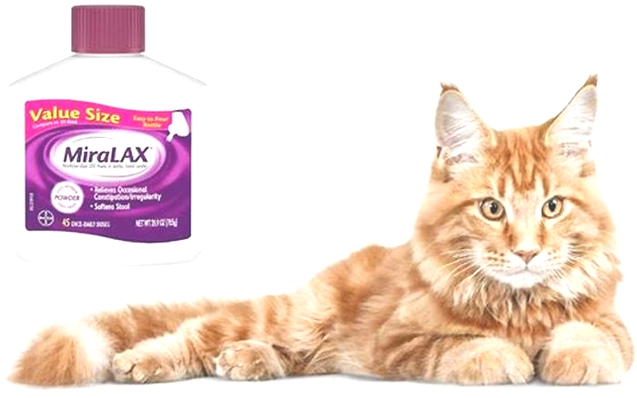 How quickly will MiraLAX work on a cat?