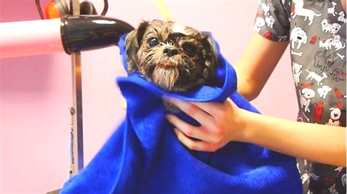 How to dry a Shih Tzu after a bath?