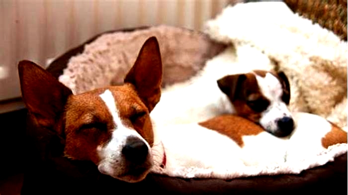 How to get a Jack Russell to sleep at night?
