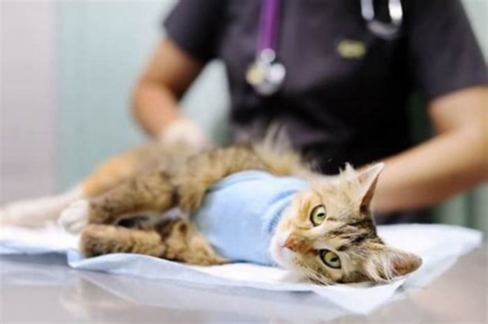 How to help a cat with intestinal blockage