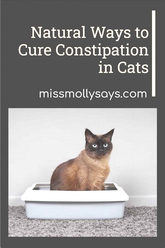 How to help a constipated cat naturally?