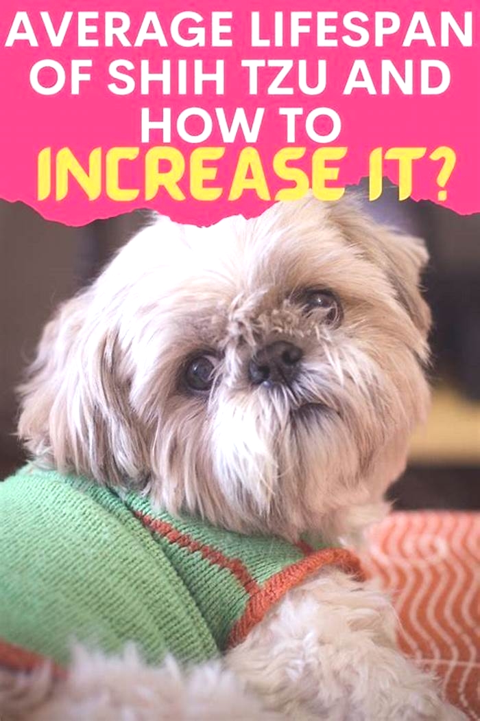 How to increase Shih Tzu appetite?