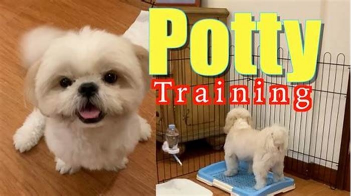 How to potty train a Shih Tzu?