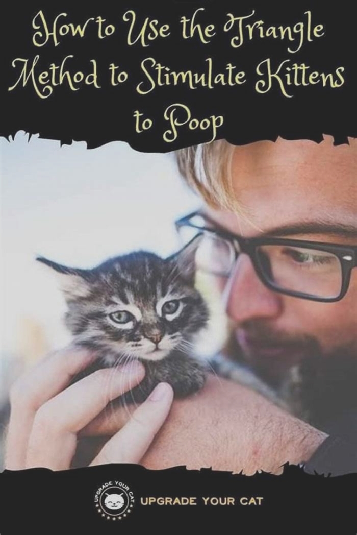 How to stimulate a cat to poop