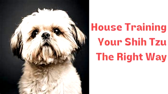 How to stop a Shih Tzu from peeing in the house