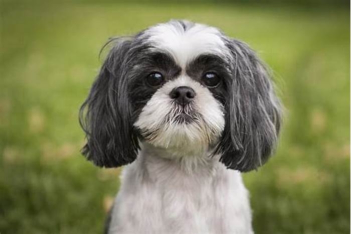 Is Freshpet good for my Shih Tzu