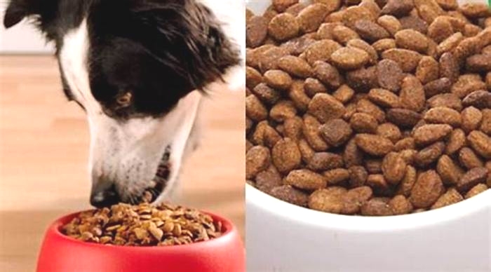 Is Iams or Purina better for dogs