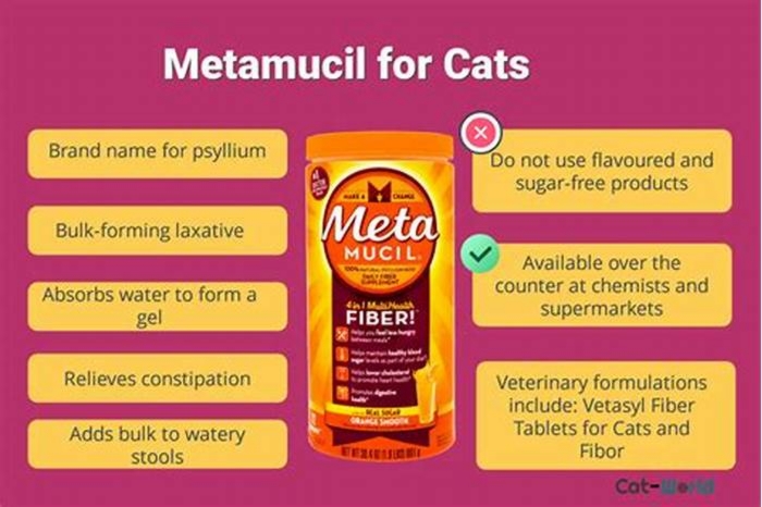 Is Metamucil or pumpkin better for cats?