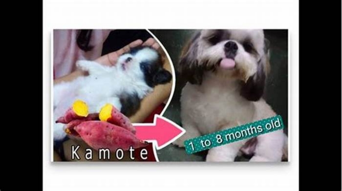 Is Sweet Potato OK for Shih Tzu