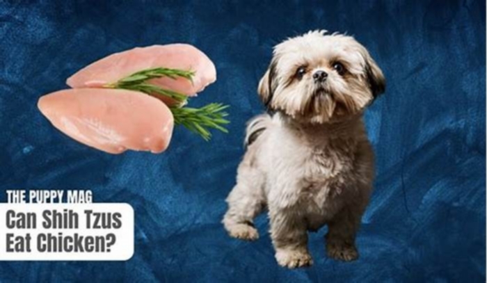 Is chicken bad for Shih Tzus?