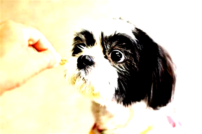 Is chicken good for Shih Tzu everyday