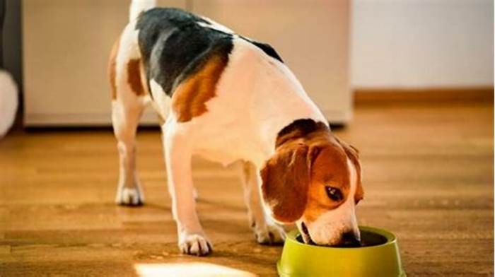 Is ground beef or chicken better for dogs?