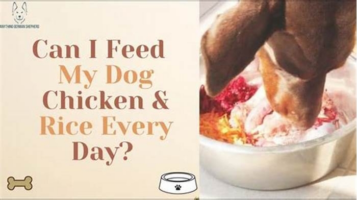 Is it OK to feed my dog boiled chicken and rice every day?