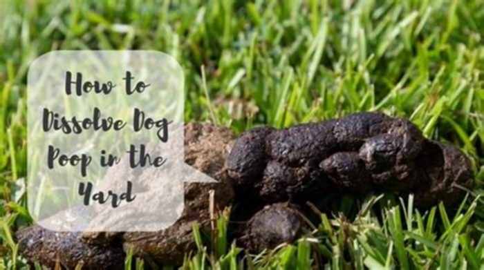 Is it bad to leave dog poop in the yard?