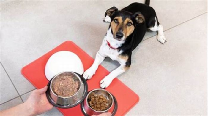 Is it best to feed a dog in the morning or evening?