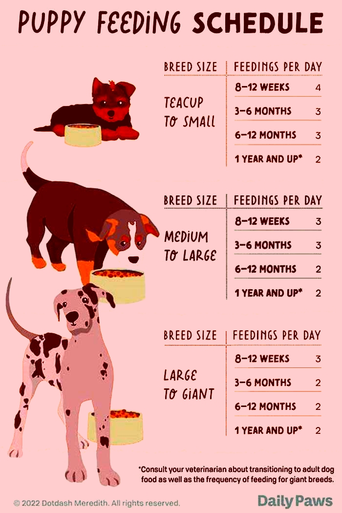 Is it better to feed dogs on a schedule or free feeding?