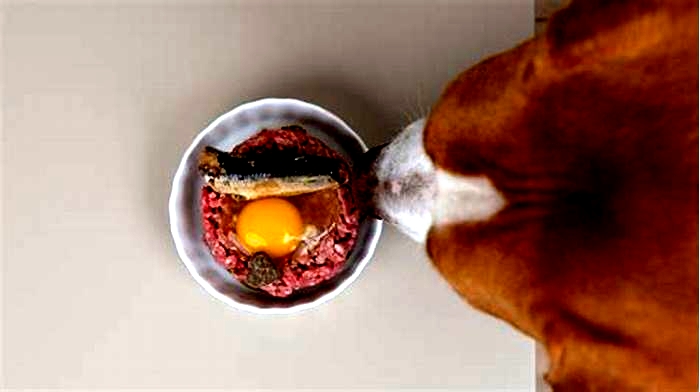 Is it better to give a dog a cooked egg or a raw egg