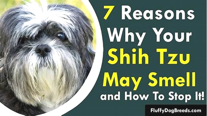 Is it normal for Shih Tzu to smell