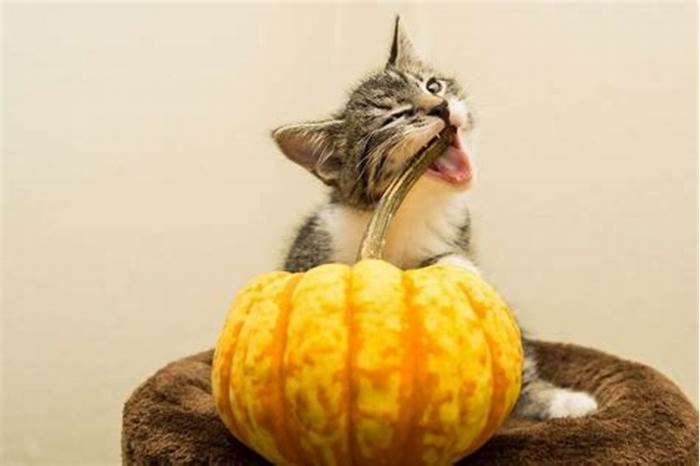 Is it okay to give cats pumpkin every day?