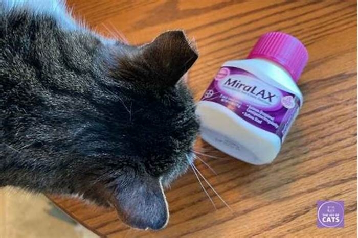 Is it safe to give a cat Miralax every day?