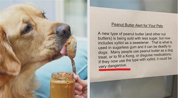 Is peanut butter bad for dogs?