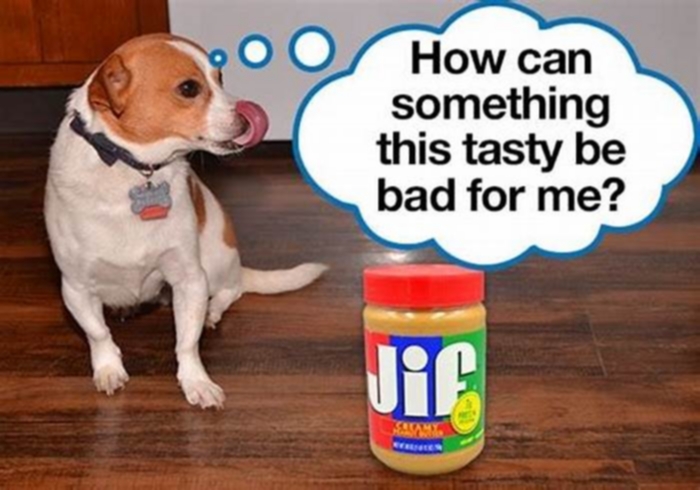 Is peanut butter good for Jack Russells