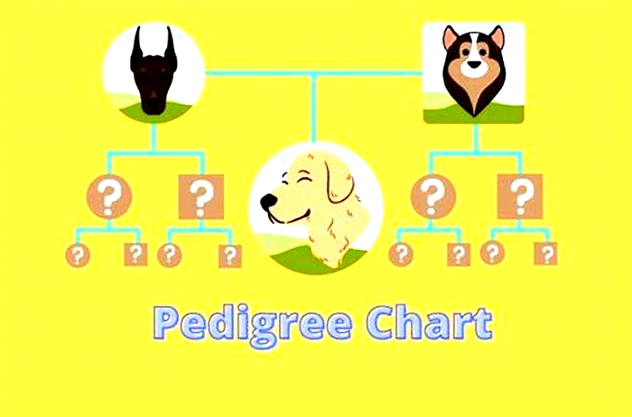 Is pedigree recommended