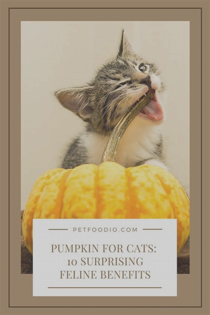 Is pumpkin a natural laxative for cats?