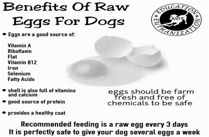 Is raw egg good for dogs?