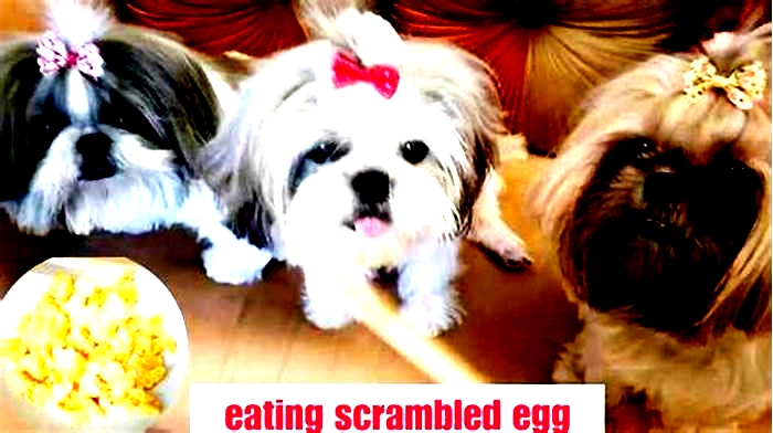 Is scrambled egg good for Shih Tzu