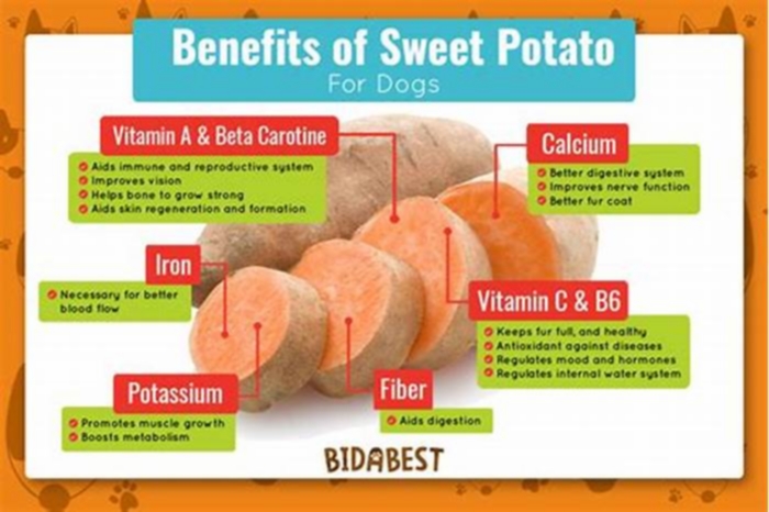 Is sweet potato good for dogs