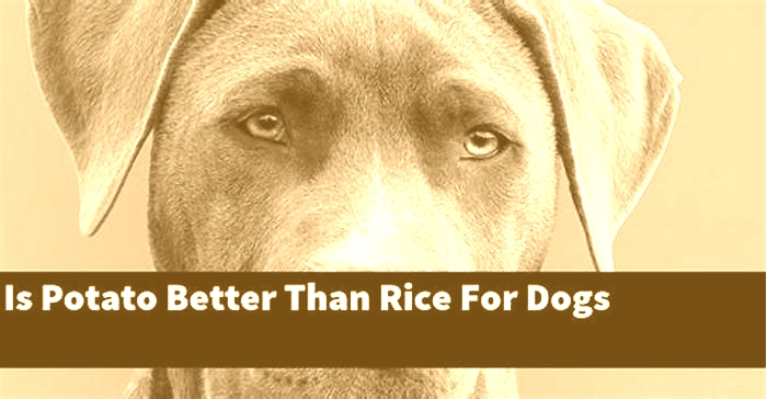 Is sweet potato or rice better for dogs?