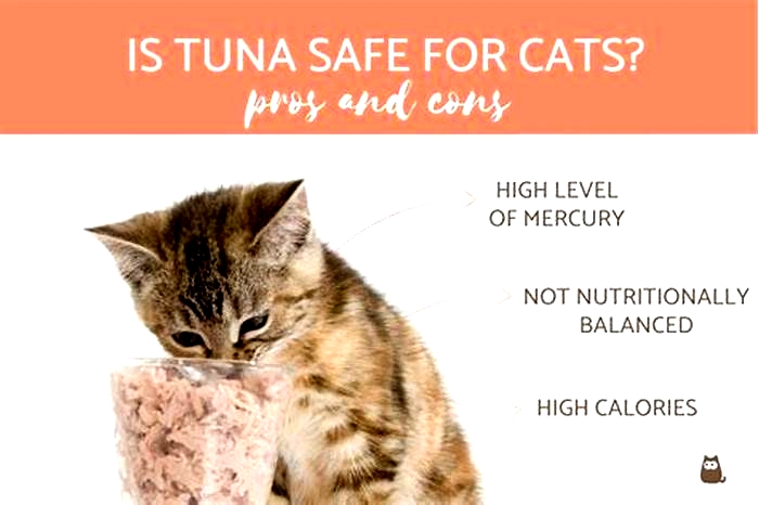 Is tuna good for constipated cats