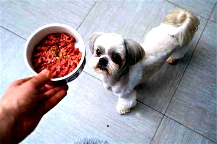 Is wet or dry food better for Shih Tzus