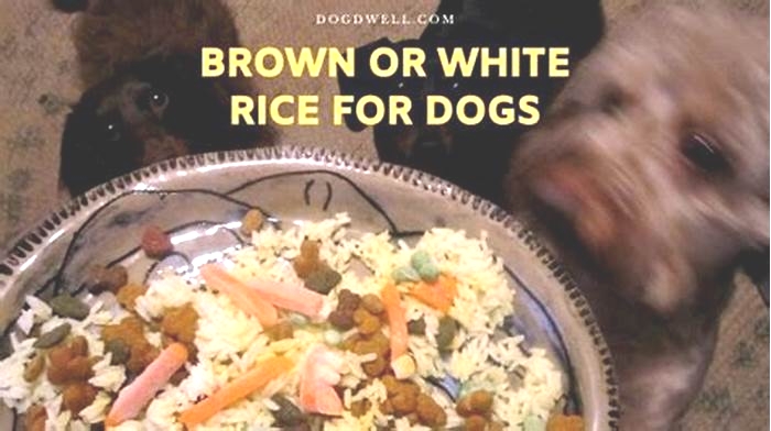 Is white rice good for dogs every day