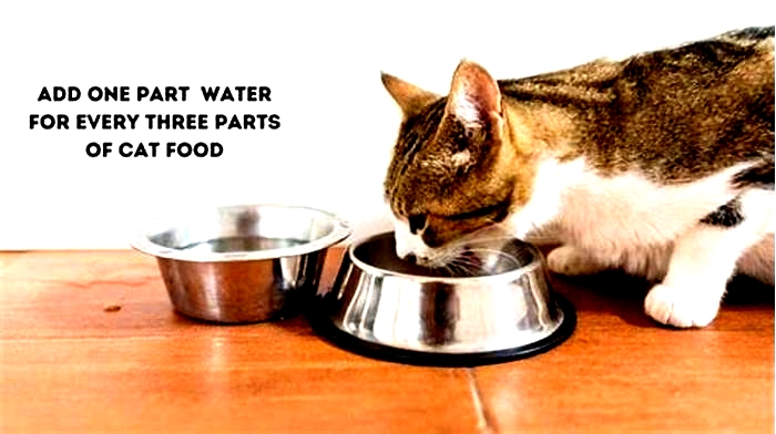 Should I add water to dry cat food?