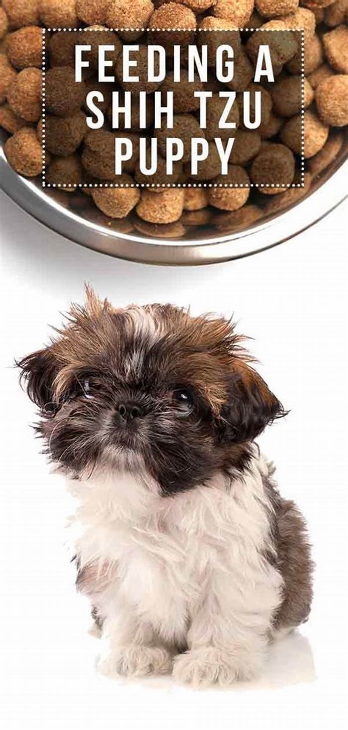 Should I feed My Shih Tzu wet or dry food