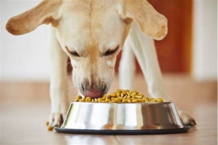 Should I feed my dog grain free or not?