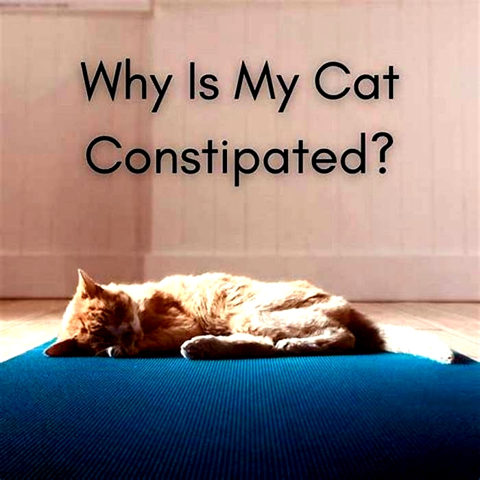 Should I give milk to a constipated cat?