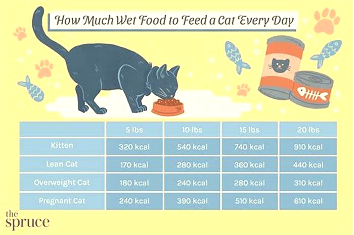 Should I give my cat wet food every day