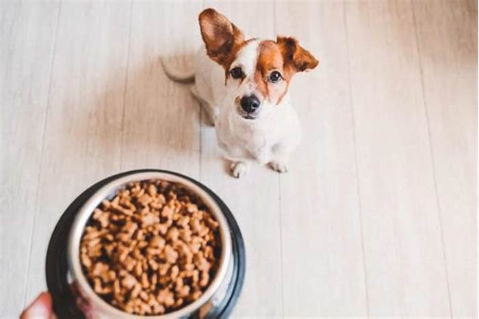 Should I leave dry food out for my dog all day?