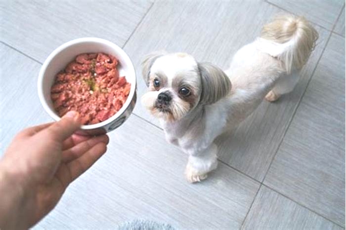 Should Shih Tzus eat wet food