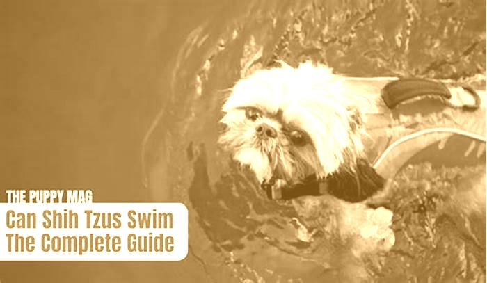 Should Shih Tzus swim